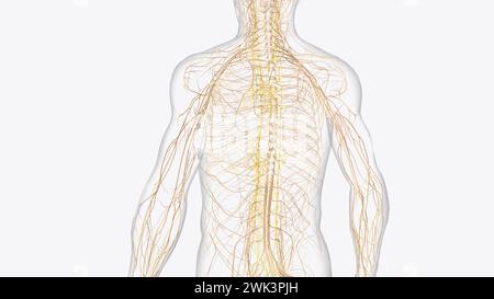 Das autonome Nervensystem ist eine Komponente des peripheren Nervensystems, die unwillkürliche physiologische Prozesse einschließlich der Herzfrequenz 3d reguliert Stockfoto