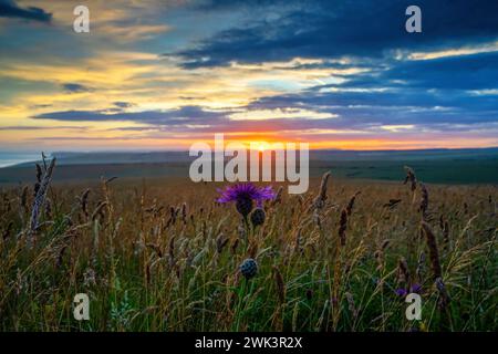 Greater Knapweed-Centaurea scabiosa wächst im South Downs National Park bei Sonnenuntergang. Beachy Head, Eastbourne, East Sussex, Vereinigtes Königreich Stockfoto