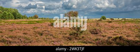 Insel Amrum Nordfriesland - Panoramaaufnahme einer Heidelandschaft auf der Nordseeinsel Amrum Stockfoto