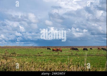 Insel Amrum Nordfriesland - Rinder auf einer Weide hinter dem Deich an der Nordseeküste in Nordfriesland Spaziergänger auf dem Deich *** Insel Amrum Nordfriesland Rinder auf einer Weide hinter dem Deich an der Nordseeküste in Nordfriesland Spaziergänger auf dem Deich *** Insel Amrum Nordfriesland Stockfoto