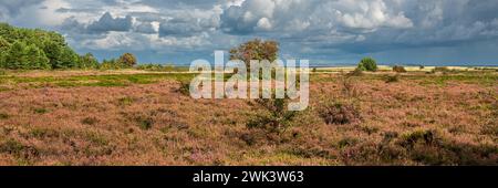 Insel Amrum Nordfriesland - Panoramaaufnahme einer Heidelandschaft auf der Nordseeinsel Amrum *** Insel Amrum Nordfriesland Panoramaaufnahme einer Heidelandschaft auf der Nordseeinsel Amrum Stockfoto