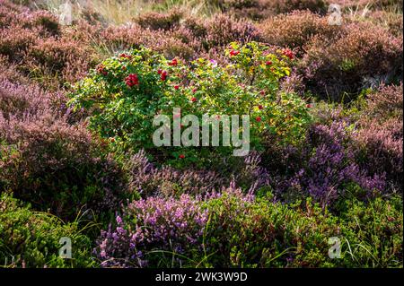 Insel Amrum Nordfriesland - Heide- und Hagebuttensträucher in der Dünenlandschaft der Nordseeinsel Amrum *** Insel Amrum Nordfriesland Heide- und Hagebuttensträucher in der Dünenlandschaft der Nordseeinsel Amrum Stockfoto