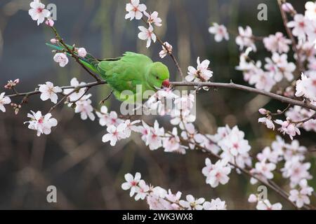 UK Weather, 18. Februar 2024: In einem Garten in Clapham, Süd-London, essen die Blüten eines Mandelbaums während eines windigen, milden Wetters im Süden Englands. Quelle: Anna Watson/Alamy Live News Stockfoto