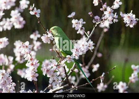 UK Weather, 18. Februar 2024: In einem Garten in Clapham, Süd-London, essen die Blüten eines Mandelbaums während eines windigen, milden Wetters im Süden Englands. Quelle: Anna Watson/Alamy Live News Stockfoto