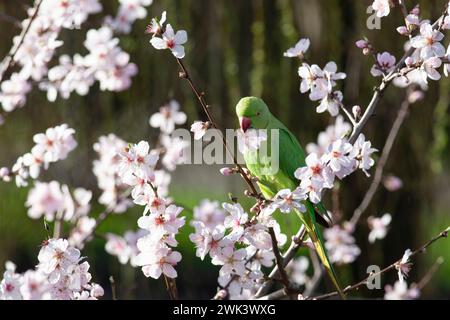 UK Weather, 18. Februar 2024: In einem Garten in Clapham, Süd-London, essen die Blüten eines Mandelbaums während eines windigen, milden Wetters im Süden Englands. Quelle: Anna Watson/Alamy Live News Stockfoto