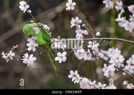 UK Weather, 18. Februar 2024: In einem Garten in Clapham, Süd-London, essen die Blüten eines Mandelbaums während eines windigen, milden Wetters im Süden Englands. Quelle: Anna Watson/Alamy Live News Stockfoto