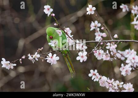 UK Weather, 18. Februar 2024: In einem Garten in Clapham, Süd-London, essen die Blüten eines Mandelbaums während eines windigen, milden Wetters im Süden Englands. Quelle: Anna Watson/Alamy Live News Stockfoto