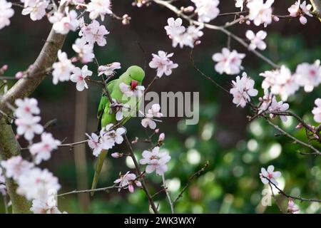 UK Weather, 18. Februar 2024: In einem Garten in Clapham, Süd-London, essen die Blüten eines Mandelbaums während eines windigen, milden Wetters im Süden Englands. Quelle: Anna Watson/Alamy Live News Stockfoto