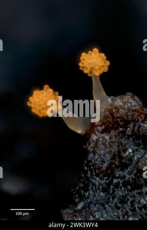 Myxobakterien (Stigmatella aurantiaca), die aus Rinde der Wychulme (Ulmus glabra) 4 Wochen in Kultur wachsen. Südwestnorwegen. Stockfoto