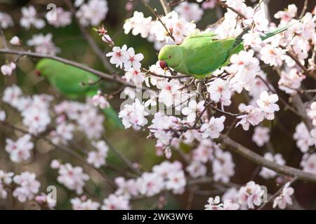 UK Weather, 18. Februar 2024: In einem Garten in Clapham, Süd-London, essen die Blüten eines Mandelbaums während eines windigen, milden Wetters im Süden Englands. Quelle: Anna Watson/Alamy Live News Stockfoto