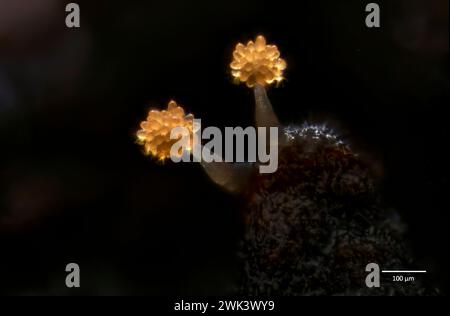 Myxobakterien (Stigmatella aurantiaca), die aus Rinde der Wychulme (Ulmus glabra) 4 Wochen in Kultur wachsen. Südwestnorwegen. Stockfoto