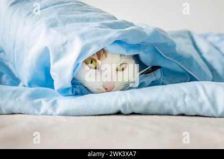 Eine Katze in blaues Bettzeug gewickelt, nur der Kopf ist sichtbar, Konzept, Hauskätzchen, Katzengewohnheiten Stockfoto