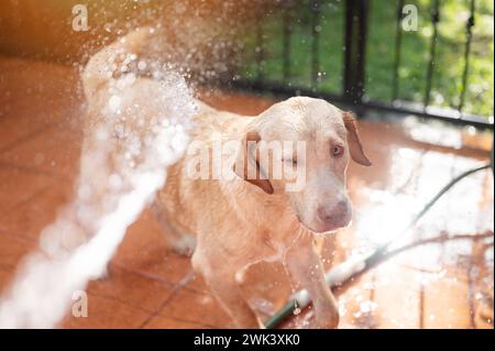 Läuft vom Schlauch Wasser labrador Hund auf sonnigem Terrasse Hintergrund Stockfoto