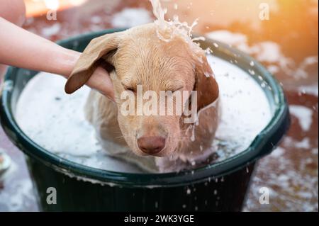 Laborhund im Bad mit Shapoo-Blasen aus nächster Nähe waschen Stockfoto