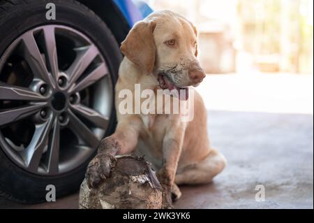 Der verspielte labrador-Hund sitzt nach dem Spielen im Garten mit Ball Stockfoto