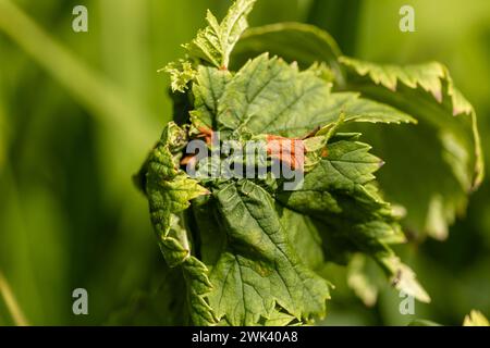 Gekräuselte Johannisbeerblätter aus nächster Nähe Stockfoto