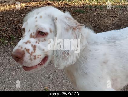 Nahaufnahme eines weißhaarigen englischen Setter-Hündchens, mit Fokus auf das Auge, draußen. Stockfoto