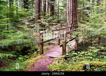 Eine hölzerne Brücke über einen kleinen Bach zwischen hohen immergrünen Bäumen in einem beliebten Provinzpark für Touristen. Stockfoto