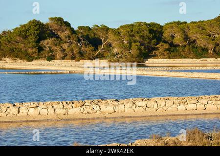 Salinen von Salines d’en Marroig mit aleppo-Kiefern (Pinus halepensis) (Naturpark SES Salines, Formentera, Mittelmeer, Spanien) Stockfoto