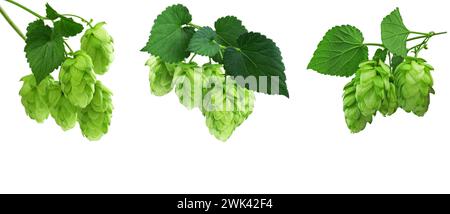 Junge Hopfenzweige mit Blättern. Hopfenkraut für Heilkräuter oder Phytotherapie. Isolierte Hopfenblüte für die pflanzliche Naturheilkunde. Hopfenzapfen. N Stockfoto