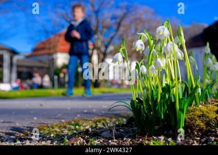 Kommt der Frühling Frühlingsknotenblumen und Schneeglöckchen, die ersten Blütenpflanzen des Vorfrühlings , blühen bei diesem milden Wetter bereits im Königlichen Kurgarten von Bad Reichenhall. Bad Reichenhall Bayern Deutschland *** der Frühling kommt Knoten Blumen und Schneeglöckchen, die ersten blühenden Pflanzen des frühen Frühlings, blühen bereits bei diesem milden Wetter im Königlichen Kurgarten Bad Reichenhall Bad Reichenhall Bayern Deutschland Copyright: XRolfxPossx Stockfoto