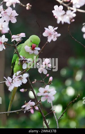 UK Weather, 18. Februar 2024: In einem Garten in Clapham, Süd-London, essen die Blüten eines Mandelbaums während eines windigen, milden Wetters im Süden Englands. Quelle: Anna Watson/Alamy Live News Stockfoto