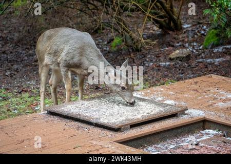 Issaquah, Washington, USA. Schwarzschwanzhirsche kommen, um Vogelsamen von einer Plattform zu essen Stockfoto