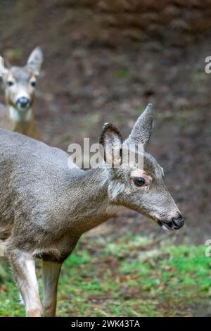 Issaquah, Washington, USA. Nahaufnahme von zwei Schwarzschwanzhirschen, die in einem Hof neben einem Wald spazieren Stockfoto
