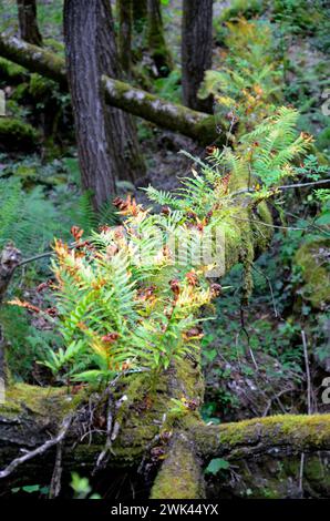 Die gemeinsame Polypodie (Polypodium vulgare) an einem gefallenen Baumstamm Stockfoto