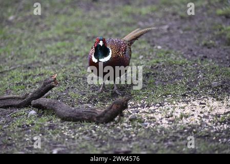 Kupferfarbener Fasan (Phasianus colchicus) in der Bildmitte, mit Blick auf die Kamera, aufgenommen auf einer Waldlichtung in Großbritannien im Winter Stockfoto