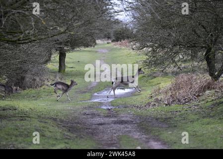 Ein laufender Damhirsch mit Rehkitzen in Tow (Dama Dama), der im Februar in einer Waldlichtung in Großbritannien aufgenommen wurde Stockfoto