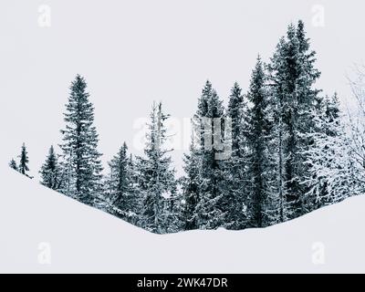 Dieses Bild zeigt eine ruhige Szene mit hohen Nadelbäumen, die mit frischem Schnee bedeckt sind. Der bewölkte Himmel lässt vermuten, dass es im Winter ein kalter Tag sein könnte Stockfoto