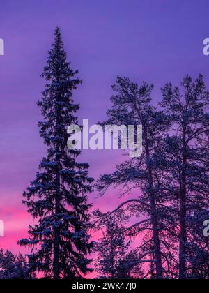 Das Bild zeigt einen atemberaubenden Blick auf hohe Kiefern, die als Silhouettenfiguren vor der farbenfrohen Kulisse eines Abendhimmels stehen, der sich rühmt Stockfoto