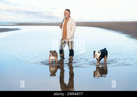 Fröhlicher Rentner mit englischen Bulldoggen, die mit den Hunden in der Mitte der Pfütze reden. Hundeausbildung. Glückliche Zeit und Reise mit Freunden, Hunden, fami Stockfoto