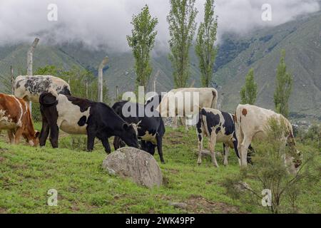 Kühe, die auf einer Wiese in Tucuman Argentinien weiden. Stockfoto