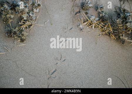 Einige Prägeabdrücke von Seevogelfotos. Möwenabdrücke auf gelb körnigem Sand am Strand in Katalonien. Die Aussicht von oben, Pflanzen am Meer Stockfoto