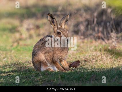 Ein großer, gesunder Brauner Hase, der in der Sonne sitzt, seitlich zur Kamera hin, zeigt Details seines orangen Auges, seiner großen Ohren und seines braunen Fells. Suffolk, Großbritannien Stockfoto