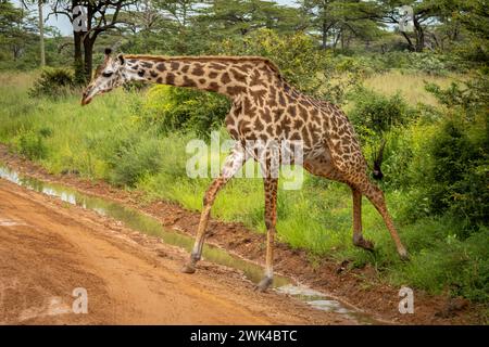 Eine weibliche Masai-Giraffe überquert eine Straße im Nyerere-Nationalpark (Selous Game Reserve) im Süden Tansanias. Die Masai-Giraffe ist als gefährdet aufgeführt Stockfoto