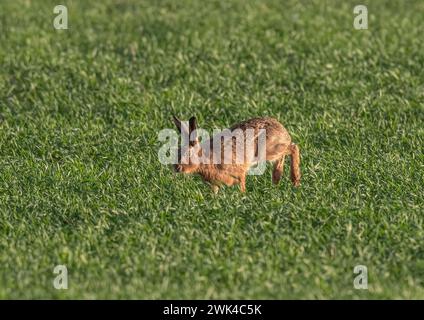 Ein Braunhaar ( Lepus europaeus), der sich über die Bauernernernte beschleunigt, zeigt Geschwindigkeit, wie er sich bewegt, lange Beine und flexible Wirbelsäule. Suffolk, Großbritannien Stockfoto