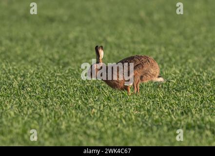 Ein Braunhaar ( Lepus europaeus), der sich über die Bauernernernte beschleunigt, zeigt Geschwindigkeit, wie er sich bewegt, lange Beine und flexible Wirbelsäule. Suffolk, Großbritannien Stockfoto