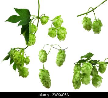 Hopfenzweige. Hopfenschießen mit Kegeln und Blättern. Elemente für botanisches Design. Brühen. Behandlungsanlage. Pflanzliche Medizin. Isoliert. Stockfoto