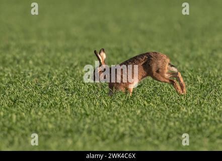 Ein Braunhaar ( Lepus europaeus), der sich über die Bauernernernte beschleunigt, zeigt Geschwindigkeit, wie er sich bewegt, lange Beine und flexible Wirbelsäule. Suffolk, Großbritannien Stockfoto