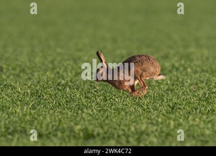 Ein Braunhaar ( Lepus europaeus), der sich über die Bauernernernte beschleunigt, zeigt Geschwindigkeit, wie er sich bewegt, lange Beine und flexible Wirbelsäule. Suffolk, Großbritannien Stockfoto