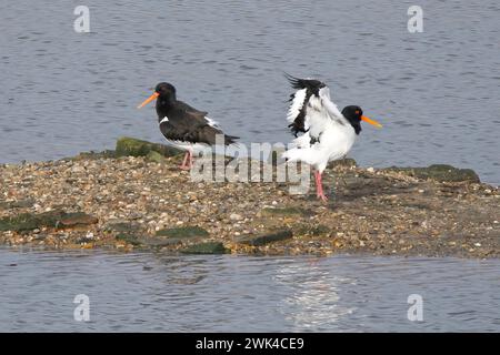 Zwei Austernfänger (Haematopus ostralegus) auf Two-Tree Island, Leigh-on-Sea, Essex Stockfoto