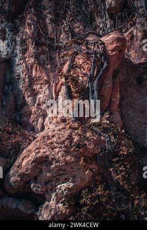 Klettern auf Efeupflanze auf felsigen Klippen Foto. Naturpark Sant Miquel del Fai. Sandsteinwand mit wachsenden Weinstöcken bedeckt. Hochwertige pict Stockfoto