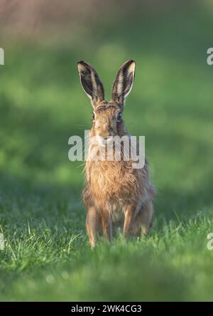 Eine Detailaufnahme eines Braunen Hasen (Lepus europaeus) mit großen Ohren, der direkt auf die Kamera blickt, die auf einem Grasrand sitzt. Suffolk, Großbritannien. Stockfoto