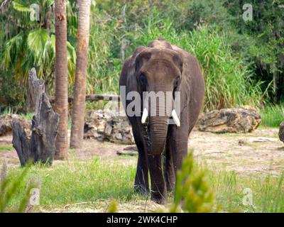 Afrikanischer Waldelefant (Loxodonta cyclotis) essen. Dies ist eine der beiden lebenden Arten afrikanischer Elefanten. Stockfoto