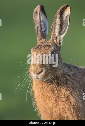 Ein klares Nahporträt eines sanften braunen Hasenkopfes (Lepus europaeus) zeigt Details des Fells, orangefarbene Augen, Schnurrhaare und große Ohren. Suffolk, Großbritannien Stockfoto