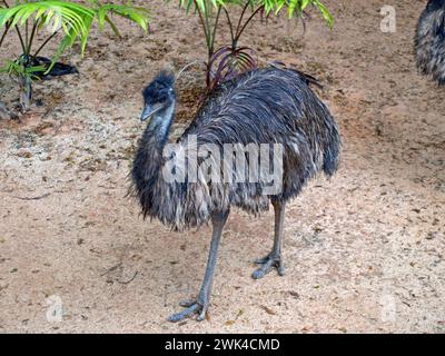 EMU (Dromaius novaehollandiae). Das ist der zweithöchste lebende Vogel nach dem Strauß. Australischer Vogel. Stockfoto