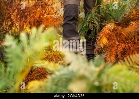 Herbstwandern durch hohes Gras im Wald. Nahaufnahme des Spaziergangs in Wanderschuhen und wasserdichten Hosen im Wald Stockfoto